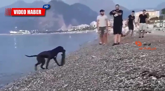 Tatilcilerin denizdeki atıklarını köpek topladı