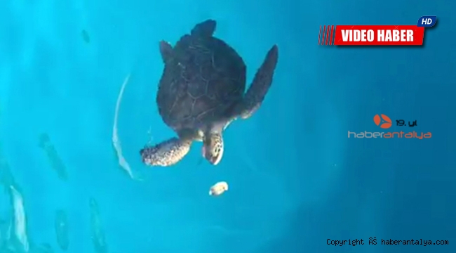 Tekneden caretta carettaları beslediler