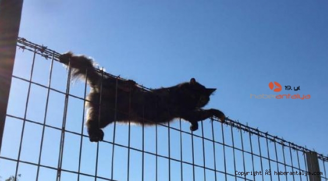 Tel örgülere sıkışan kedi kurtarıldı