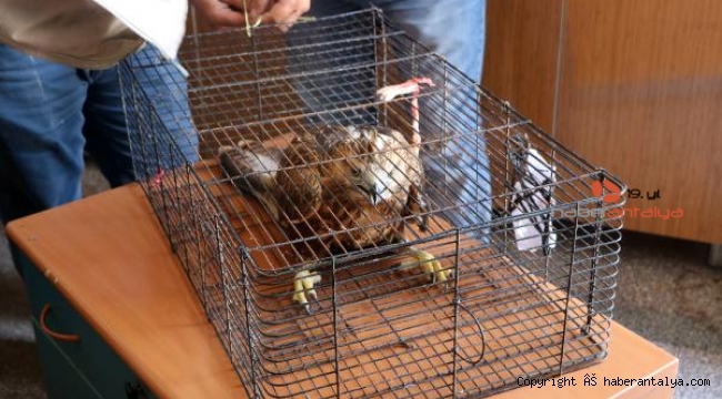 Uçamaz halde bulunan kızıl şahin, korumaya alındı
