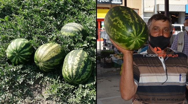 Yayla karpuzu pazara indi. Kaç paraya satılıyor ?