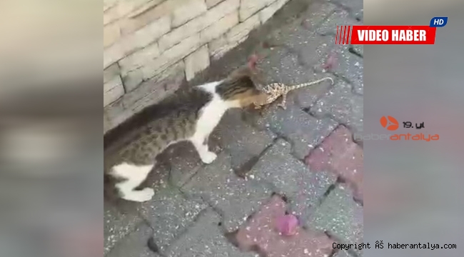 Alanya'da kedi ile bukalemunun kavgası