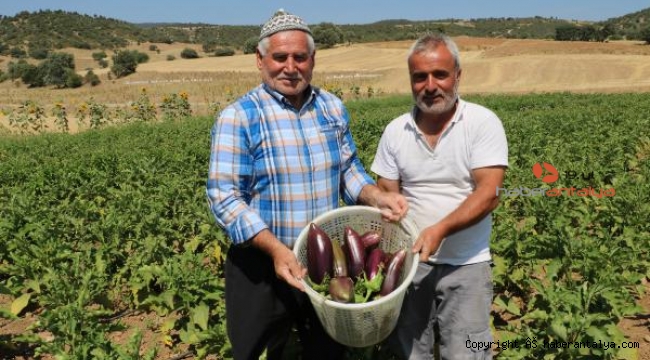 Asırlık ata tohumu ile patlıcan üretiyorlar