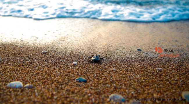 Caretta caretta yavruları denizle buluştu