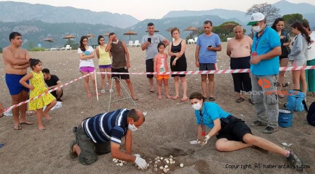 Caretta carettaların bayramı !