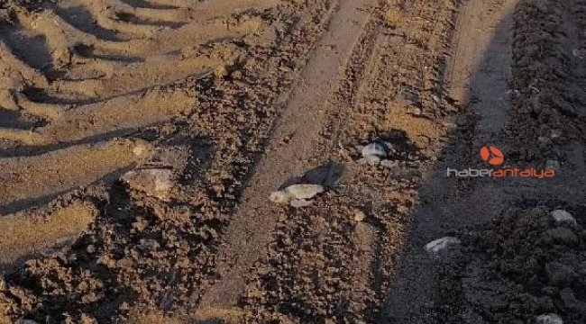 Caretta yuvalarının üzerinde iş makineleri ! 