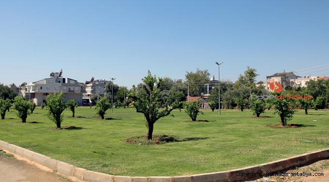 Kepez’e 30 ağaçlı portakal bahçesi kazandırıldı