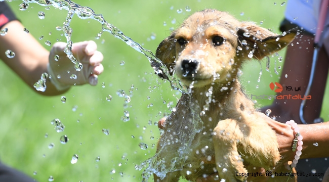 Konyaaltı Belediyesi köpekleri serinletti