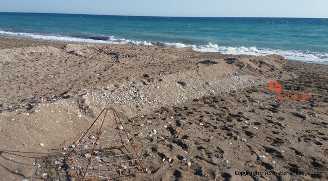 Sahildeki caretta yuvaları ezildi !