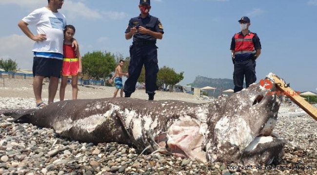 Sahile köpek balığı ölüsü vurdu. Fotoğraf çektirme yarışı başladı !