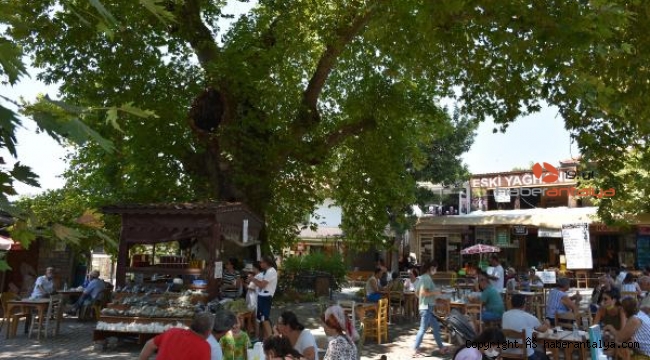 Tarihi çınar ağacı, 650 nüfuslu mahallenin ekonomisine katkı sağlıyor