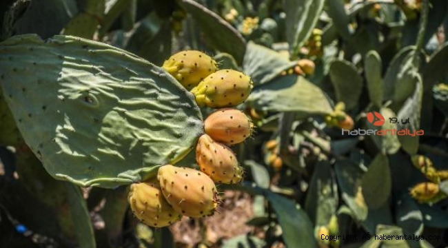 Vitamin madeni Frenk yemişi. Bakın tanesi kaç para ?