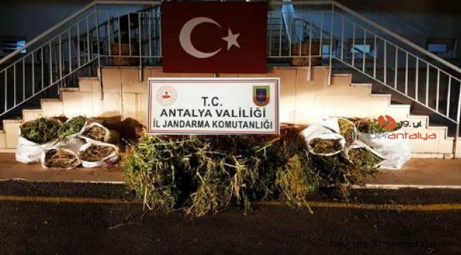 Yetiştirdikleri kenevirleri toplarken yakalandılar