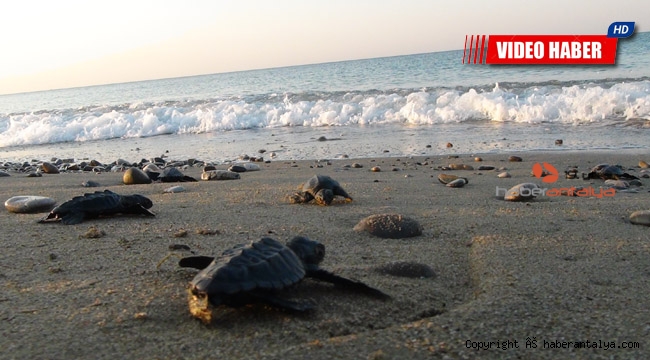 Rekor kırılan caretta carettalar, denizle buluşuyor