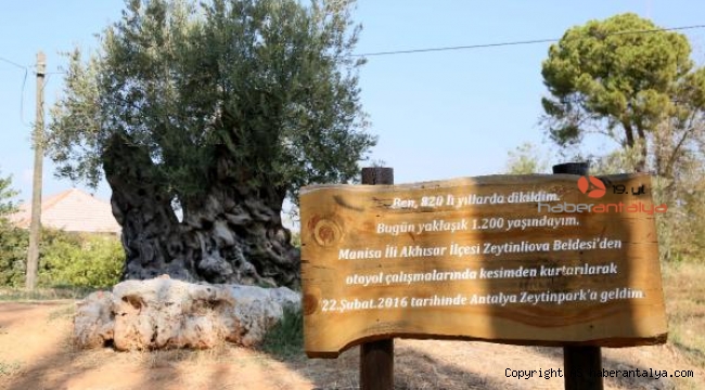 1204 yaşındaki zeytin ağacı meyve veriyor