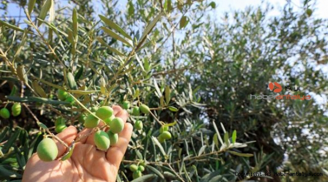 Akdeniz'de zeytinin 'yok yılı'