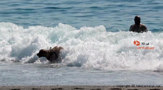Alanya sıcağında, köpeğiyle denizde serinledi