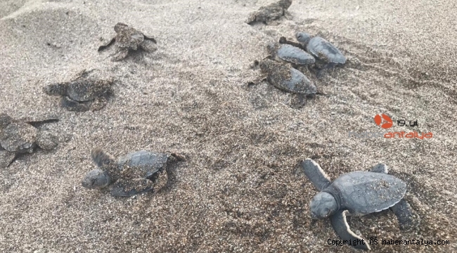 Alanya'da onlarca caretta caretta mavi sularla buluştu
