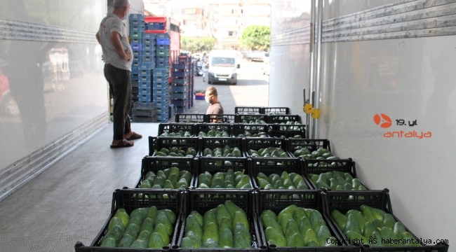 Alanya'dan Bulgaristan'a 3 ton avokado ihracatı