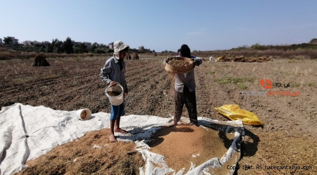 Antalya'da 'Altın Susam'a nöbetli hasat