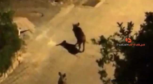 Antalya'da şehir merkezine domuzlar indi !