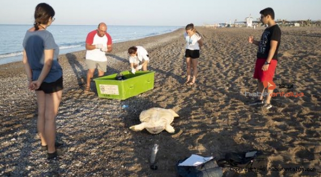 Belek'e, caretta rehabilitasyon merkezi