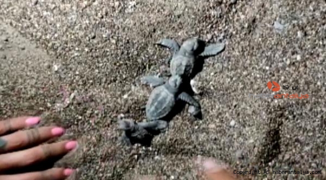 Caretta yavrularına tatilciler yol gösterdi