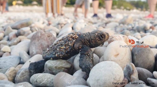 Çıralı'da bu sezon 3 bin 100 caretta caretta denizle buluştu