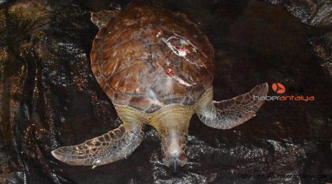 Demre'de, denizdeki yaralı caretta caretta kurtarıldı