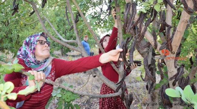 Hasat için 10 yıl bekledi, pekmezinin kilosunu bakın ne kadara satıyor?