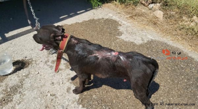 Köpek alevler arasından çıkarıldı !