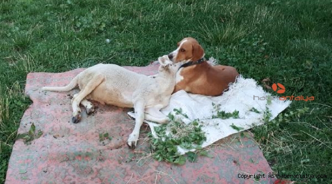 Köpekle kuzunun dostluğu