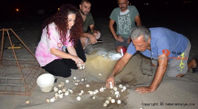 Kumluca'da caretta caretta yavruları denizle buluştu