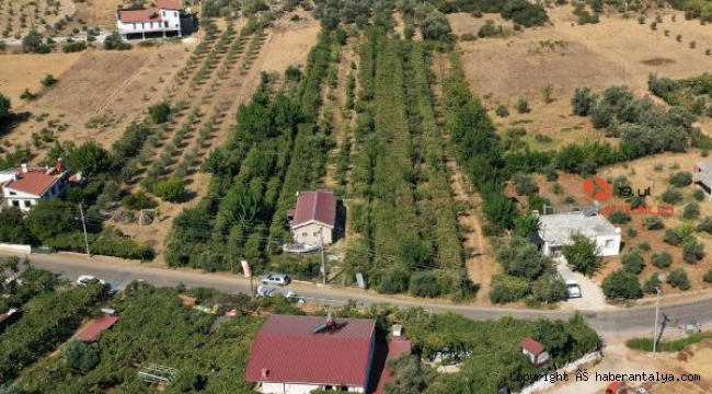 Likyalılardan kalan miras: Margaz üzümü