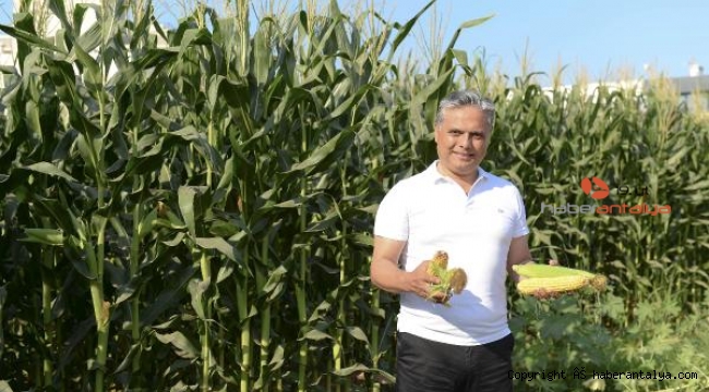 Muratpaşa, mısır hasadını tamamladı