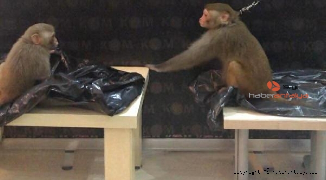'Rhesus' cinsi 2 maymunun ele geçtiği operasyonda 3 kişi tutuklandı