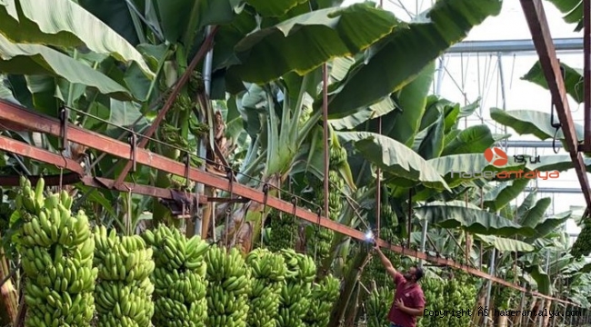 Serasında bir hevenkte 134 kilogram muz üretti
