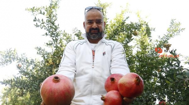 1 kilo 649 gramlık nar, görenleri şaşırtıyor