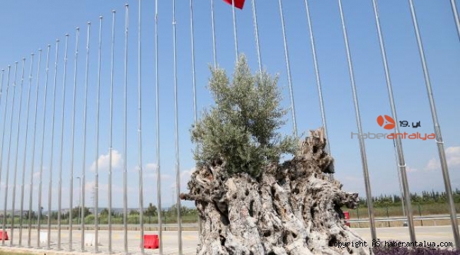 950 yaşında meyve verdiler