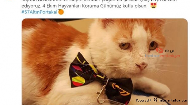 Altın Portakal ekibinin en sevimlisi 'Toros'