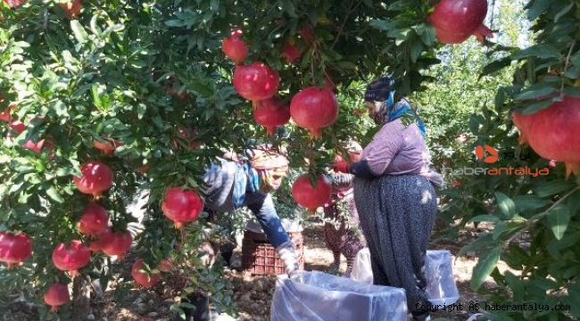 Antalya'da 'Hicaz narı' hasadı