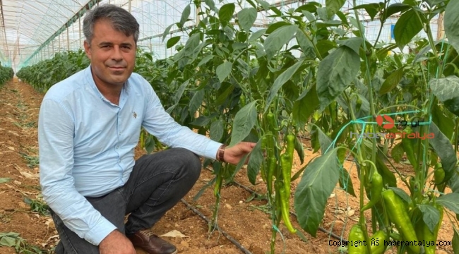 Antalyalı çiftçiler yerli ve milli tohumla üretiyor