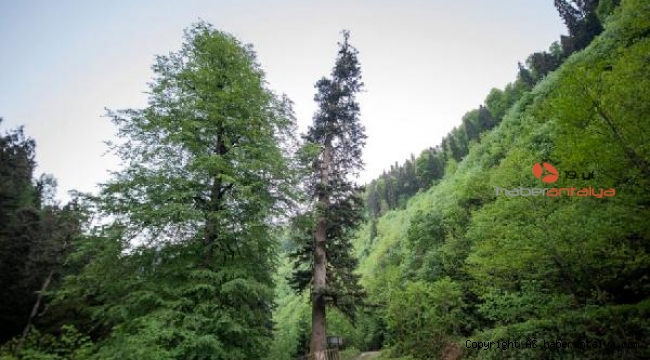 Bronz Çağı'nı gördü, 4 bin yıl daha yaşayabilir