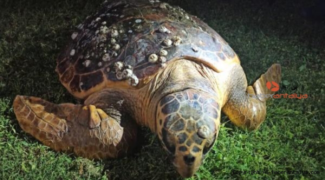 Caretta carettalar plastikle beslenir oldu !