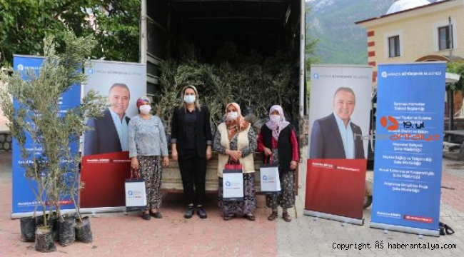 İbradı'da zeytin ve defne fidesi dağıtıldı
