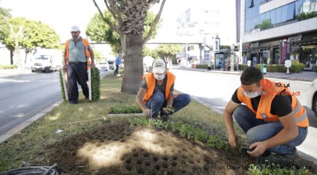 Kışlık çiçekler toprakla buluştu