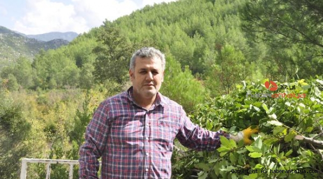 Manavgat'ta defne yaprağından 5 milyon lira gelir bekleniyor