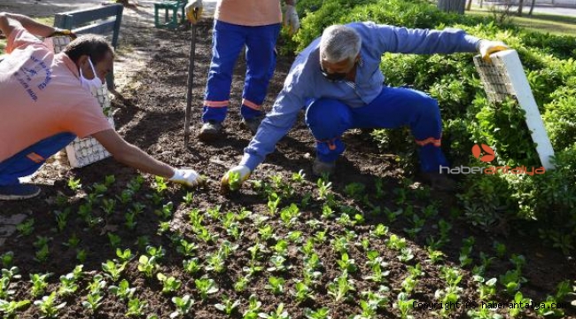 Muratpaşa'da parklar çiçek açacak