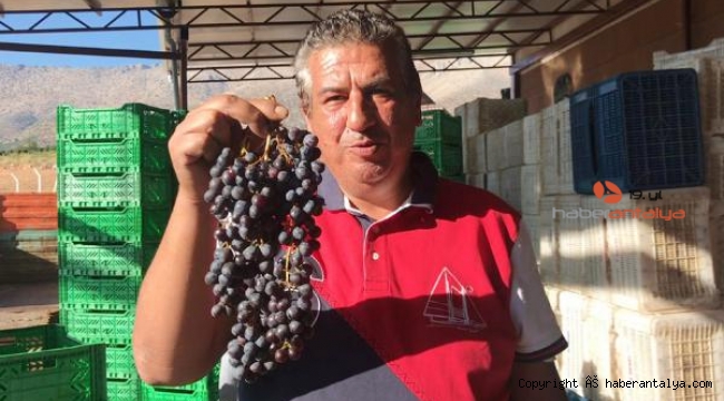Tilki kuyruğu üzümü, 'Nuh'un Ambarı' aday listesinde