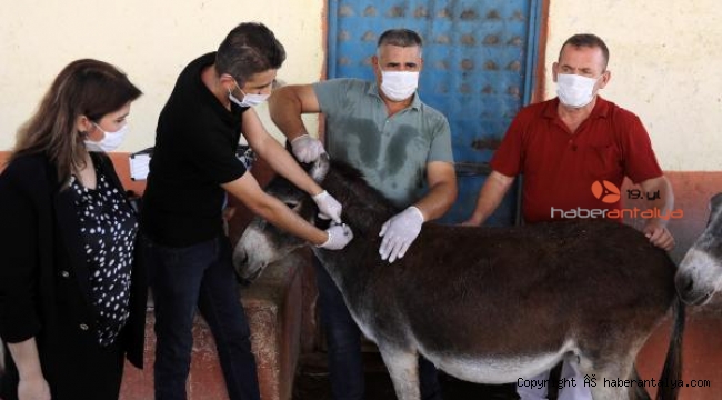 Türkiye'de ilk defa eşeklere mikroçip takıldı